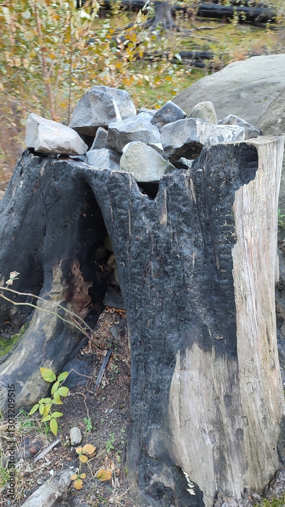 Obraz premium old stump in the forest