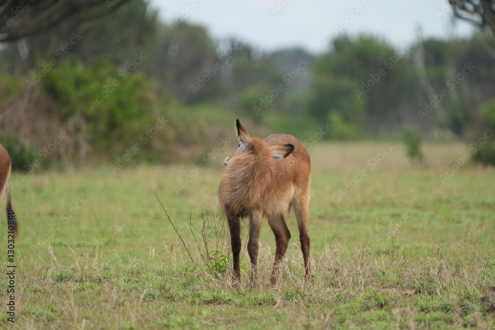 Φωτογραφία young waterbuck standing and grazing in the serengeti national park tanzania, sc