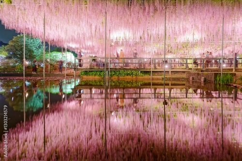 Beautiful wisteria illumination with water reflection in ashikaga, the gigantic wisteria flowers at flower park,It's mysterious beauty by a lake in garden creates a full sense of the season 