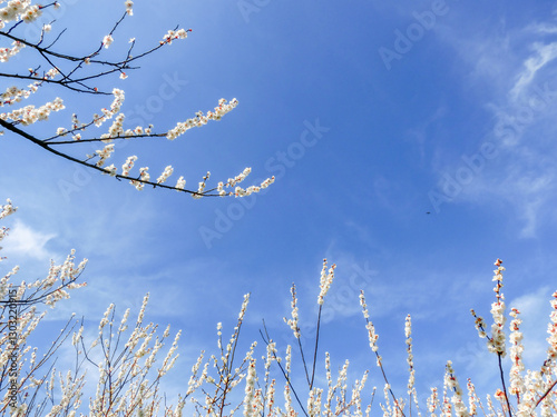 青空に映えるローアングルの白梅