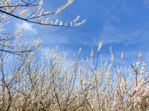 青空に映えるローアングルの白梅