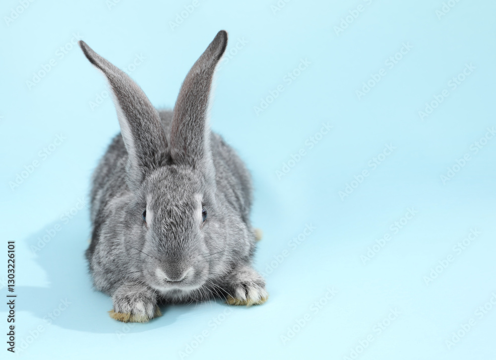 Obraz premium Fluffy grey rabbit on light blue background, space for text