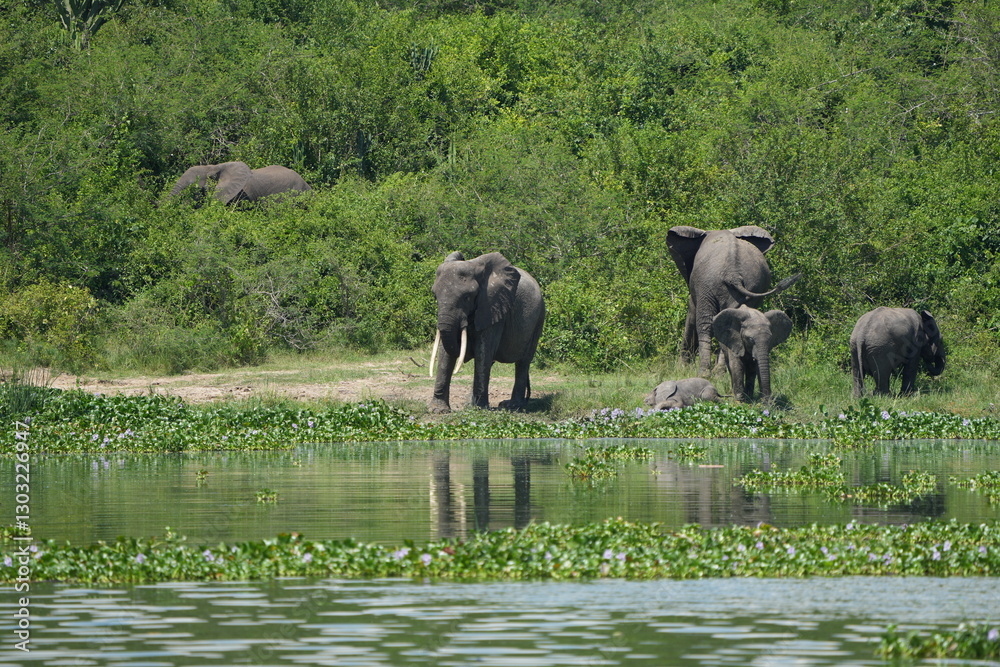 Obraz premium African elephant family with calf near the water and green vegetation at Kazinga Channel, Uganda, showing wild safari animals in their natural wetland habitat.