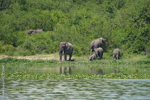 Canvas Print African elephant family with calf near the water and green vegetation at Kazinga Channel, Uganda, showing wild safari animals in their natural wetland habitat