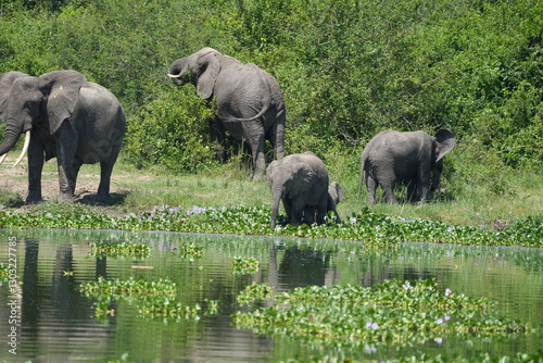 Photography African elephant family with calf near the water and green vegetation at Kazinga Channel, Uganda, showing wild safari animals in their natural wetland habitat