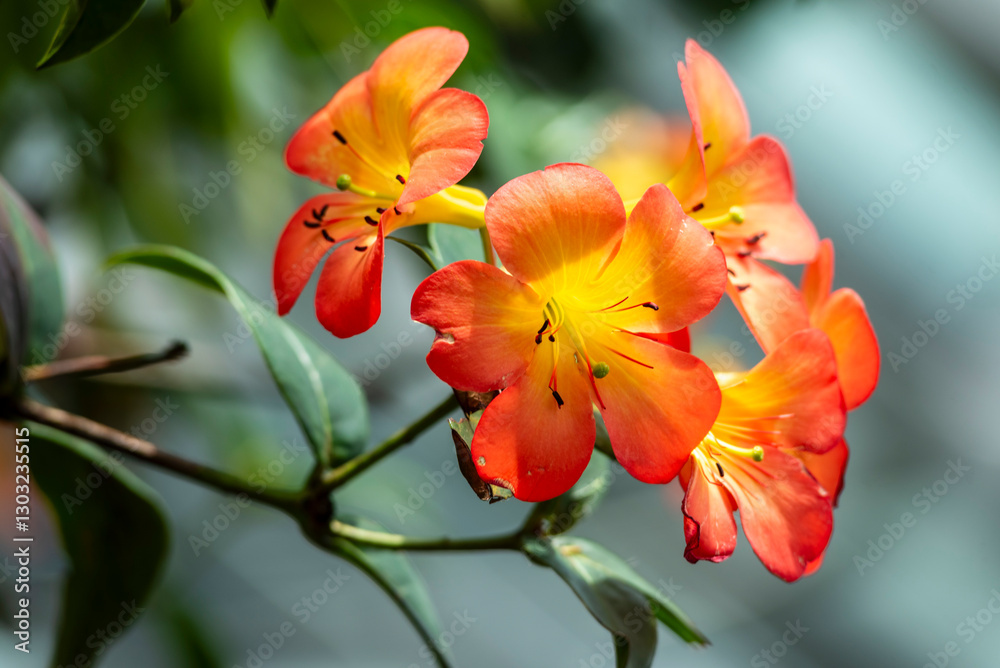 Beautiful flowers of Virea (Rhododendron), tropical flowers in the real garden. Beautiful flowers of Virea (Rhododendron), tropical flowers in the real garden.