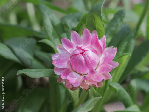 closeup of spring pink flower bud in the garden