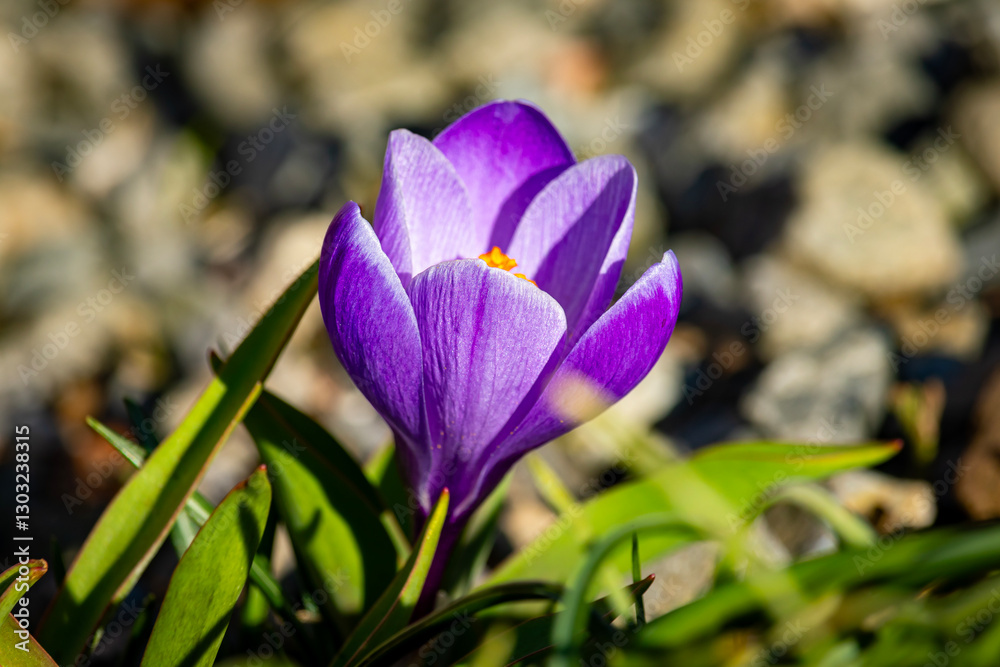 Crocuses against a blurry background. Crocuses against a blurry background.