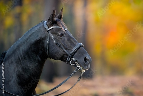 riding girl and horse