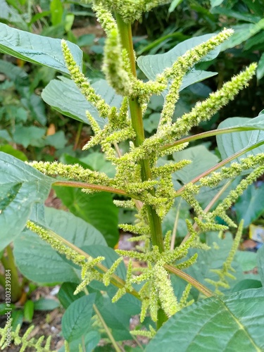 beautiful flowers on green leaves