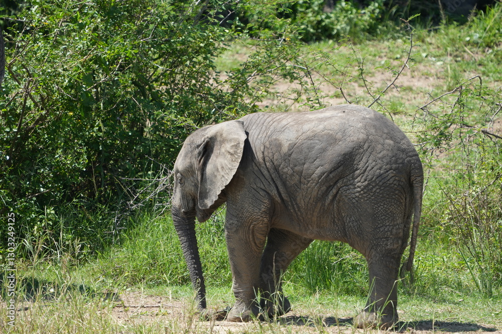 Obraz premium portrait of a cute baby elephant