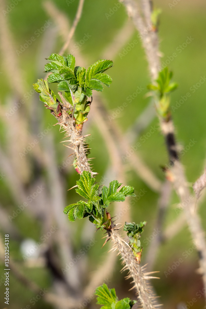 rose hip branches in spring closeup rose hip branches in spring closeup