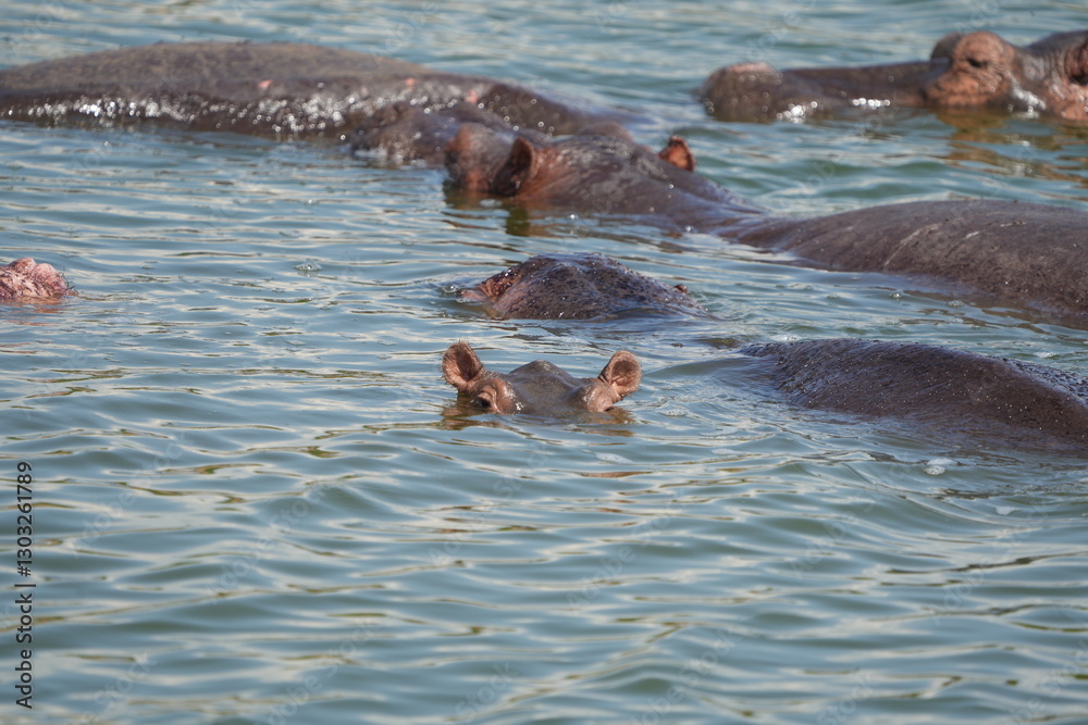 Fototapeta premium hippos in the water of the kazinga channel queen elizabeth national park uganda, hippopotamus wallpaper