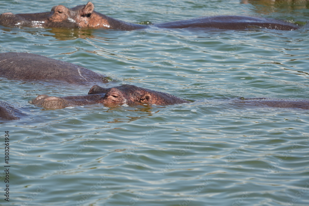 Fototapeta premium hippos in the water of the kazinga channel queen elizabeth national park uganda, hippopotamus wallpaper