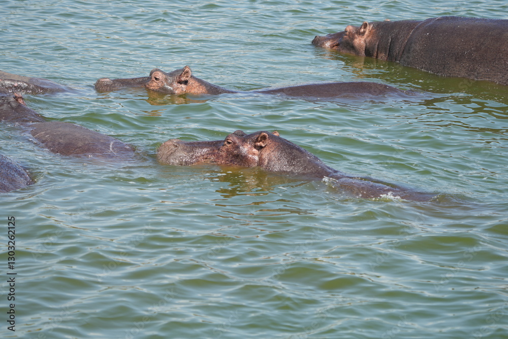 Fototapeta premium hippos in the water of the kazinga channel queen elizabeth national park uganda, hippopotamus wallpaper
