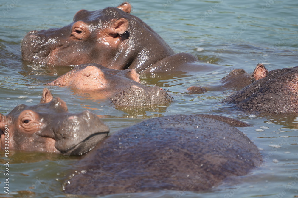 portrait and wallpaper of hippo heads in the hippo pool in the seregenti national park tanzania portrait and wallpaper of hippo heads in the hippo pool in the seregenti national park tanzania
