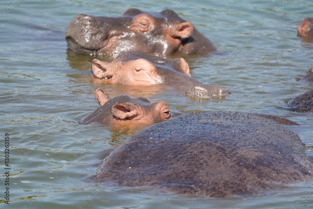 Fototapeta premium portrait and wallpaper of hippo heads in the hippo pool in the seregenti national park tanzania