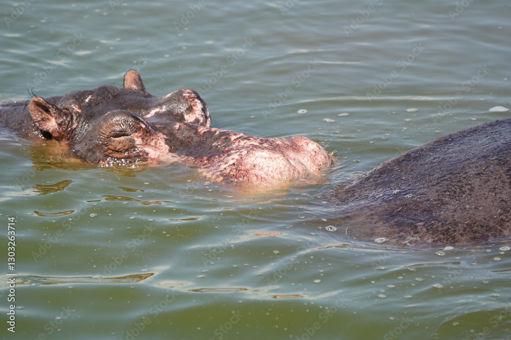 Fototapeta premium hippos in the water of the kazinga channel queen elizabeth national park uganda, hippopotamus wallpaper
