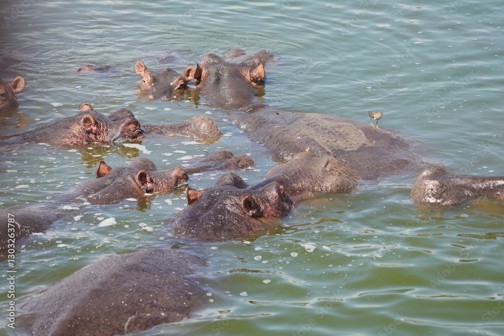 Fototapeta premium hippos in the water of the kazinga channel queen elizabeth national park uganda, hippopotamus wallpaper