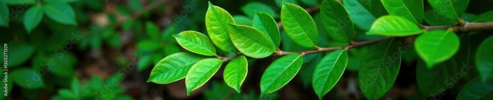 Fototapeta premium Leaves of Eucalyptus orbifolia on a forest floor, leaves, plant, greenery