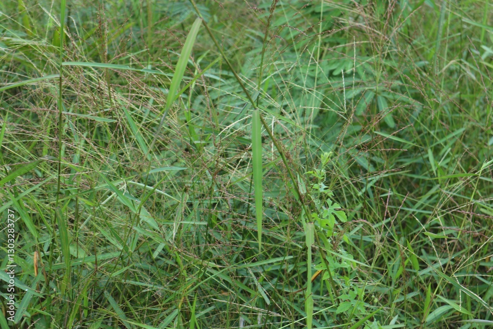 A Dense Patch of Wild Grasses in a Field, Nature's Verdant Tapestry Unveiled A Dense Patch of Wild Grasses in a Field, Nature's Verdant Tapestry Unveiled
