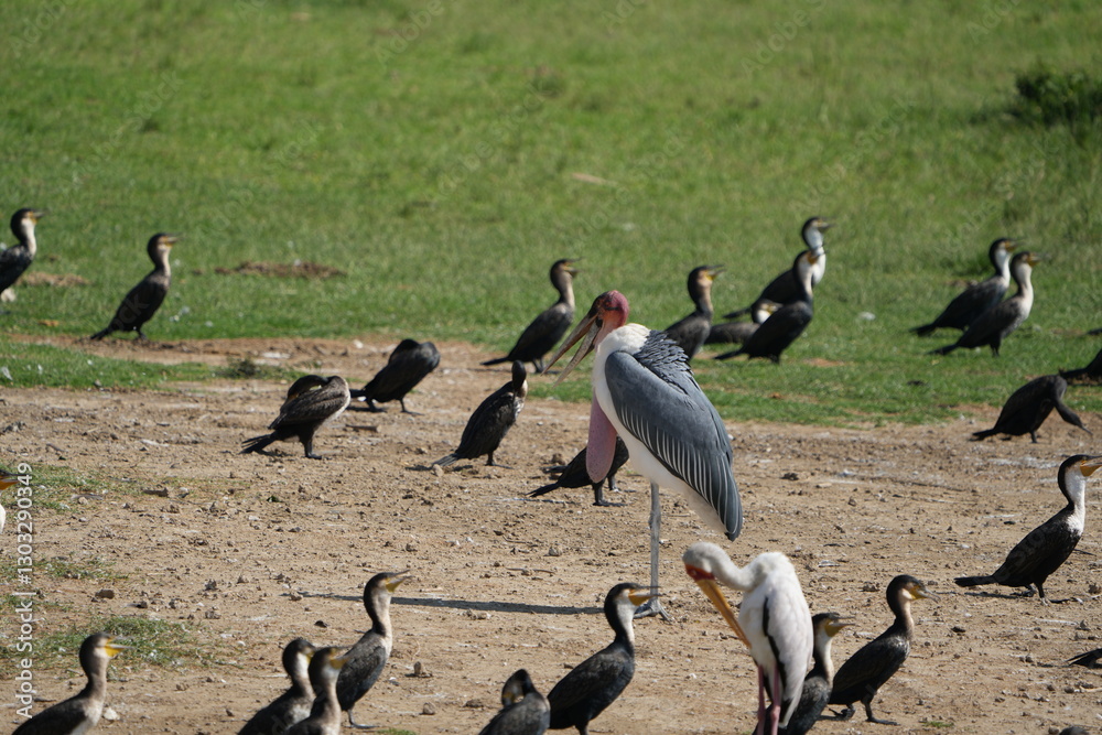 Fototapeta premium Marabou stork with cormorants at Kazinga Channel, Uganda
