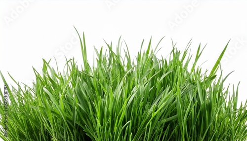 grass isolated on white background clipping path