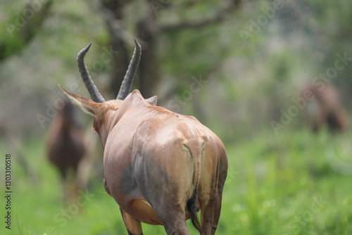 Close up of a wild topi antelope in the Serengeti, Tanzania, showing its head, curved horn and natural savanna habitat during an African safari.