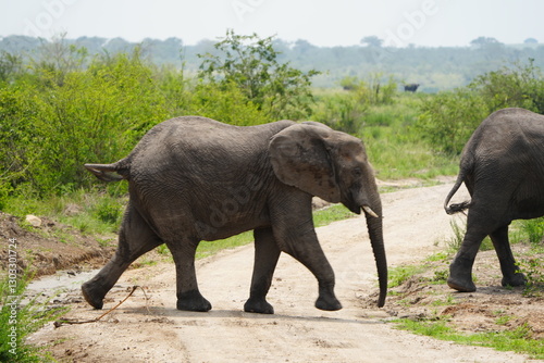 elephants in the wild