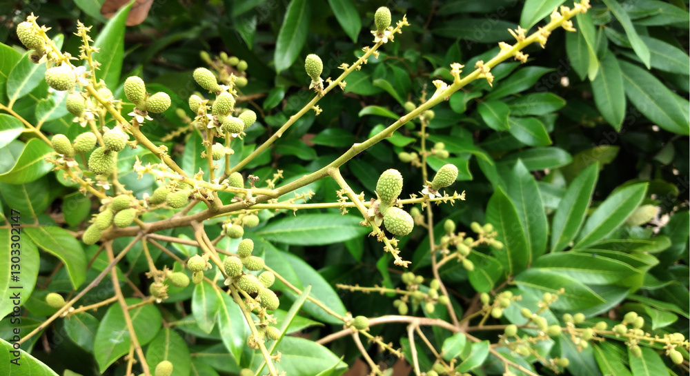 Lansium longiflorum is a species of flowering plant in the family Lactaceae. Lansium longiflorum is a species of flowering plant in the family Lactaceae.