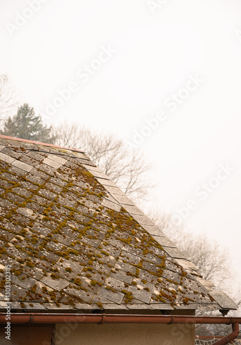An old tiled roof covered with moss and lichen, creating a unique aged texture. A perfect concept for aging, decay, and the passage of time in architecture.