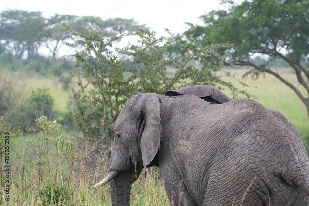 Obraz premium portrait of african elephant walking away from the camera face to the left, back of ear and tusk, side view, uganda, queen elizabeth national park