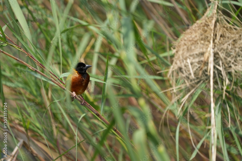 portrait of a weaver bird in uganda, lake mutanda, portrait of a weaver bird in uganda, lake mutanda,