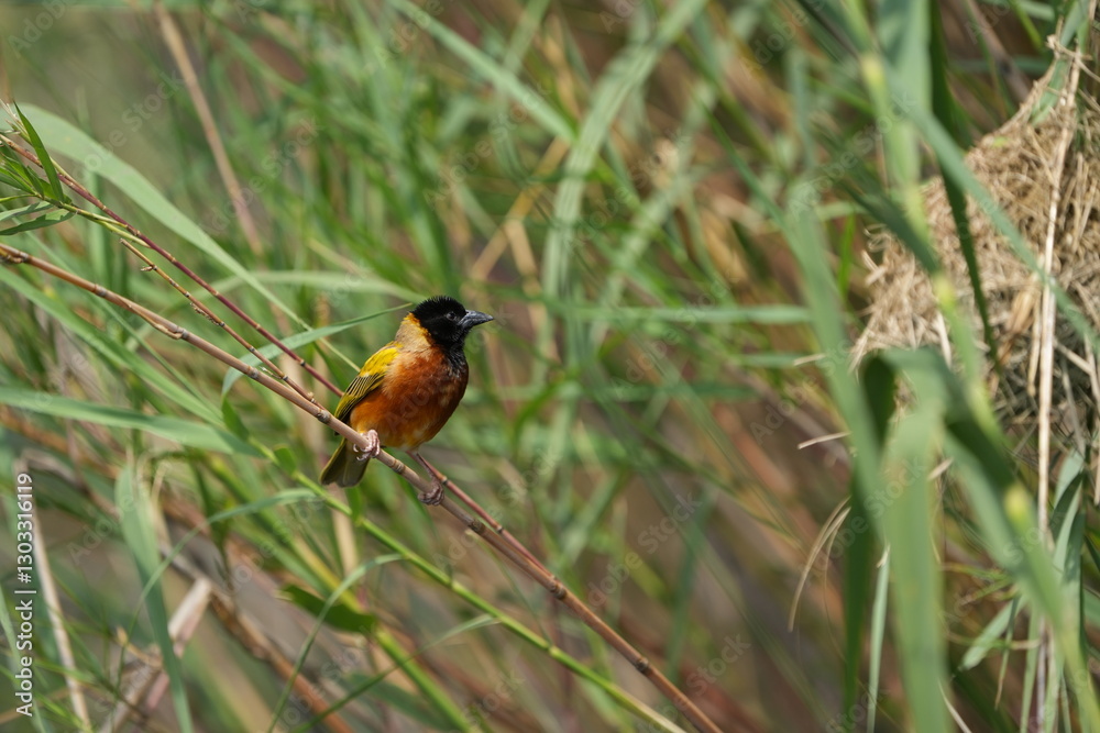 portrait of a weaver bird in uganda, lake mutanda, portrait of a weaver bird in uganda, lake mutanda,