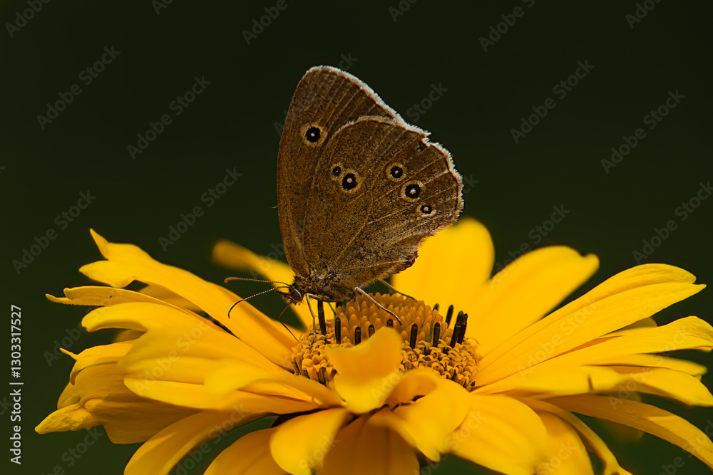 Fototapeta premium Schmetterling