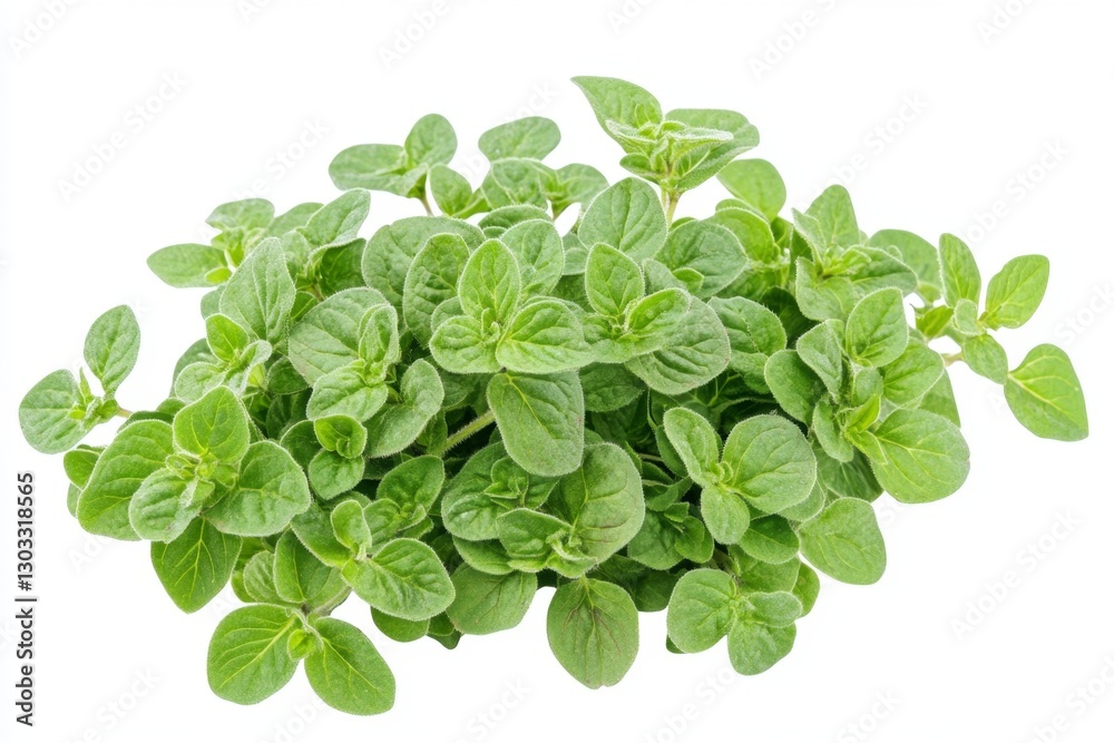Fresh oregano bunch isolated on white