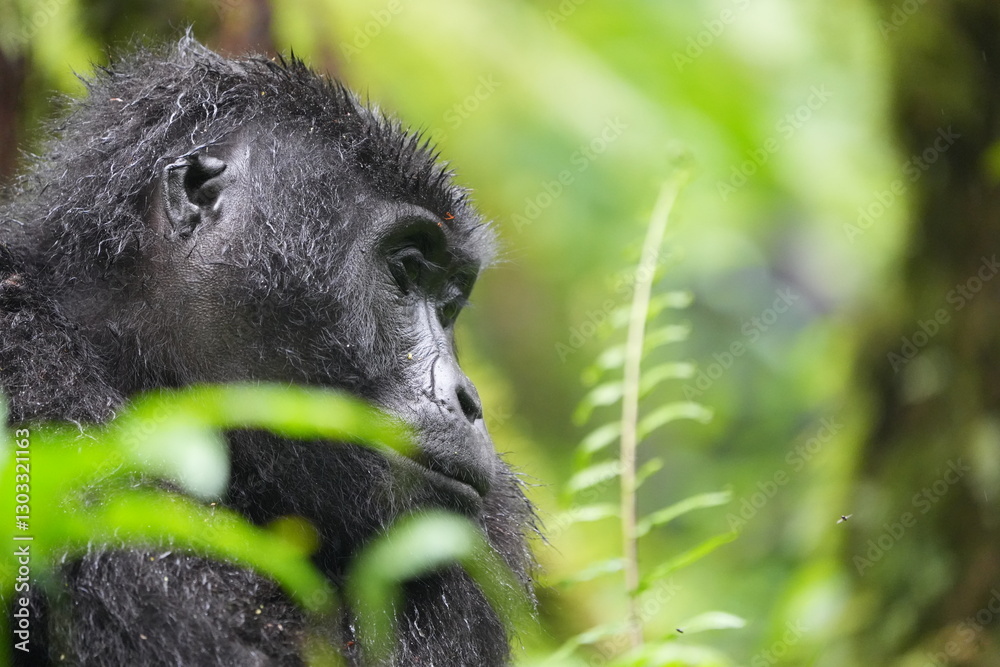 Obraz premium side portrait of a young female ugandan gorilla (mountain gorilla) eating 