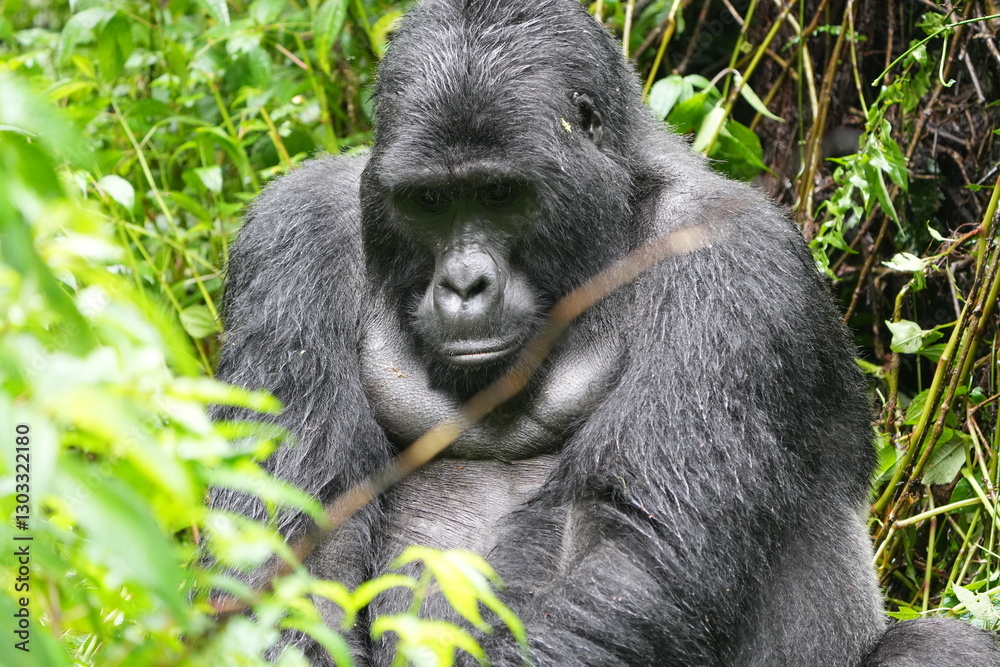 Fototapeta premium Silverback mountain gorilla close up in Bwindi Impenetrable Forest