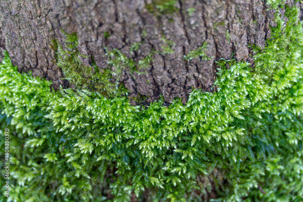 A tree trunk covered in green moss. The moss is growing on the bark of the tree. A tree trunk covered in green moss. The moss is growing on the bark of the tree.