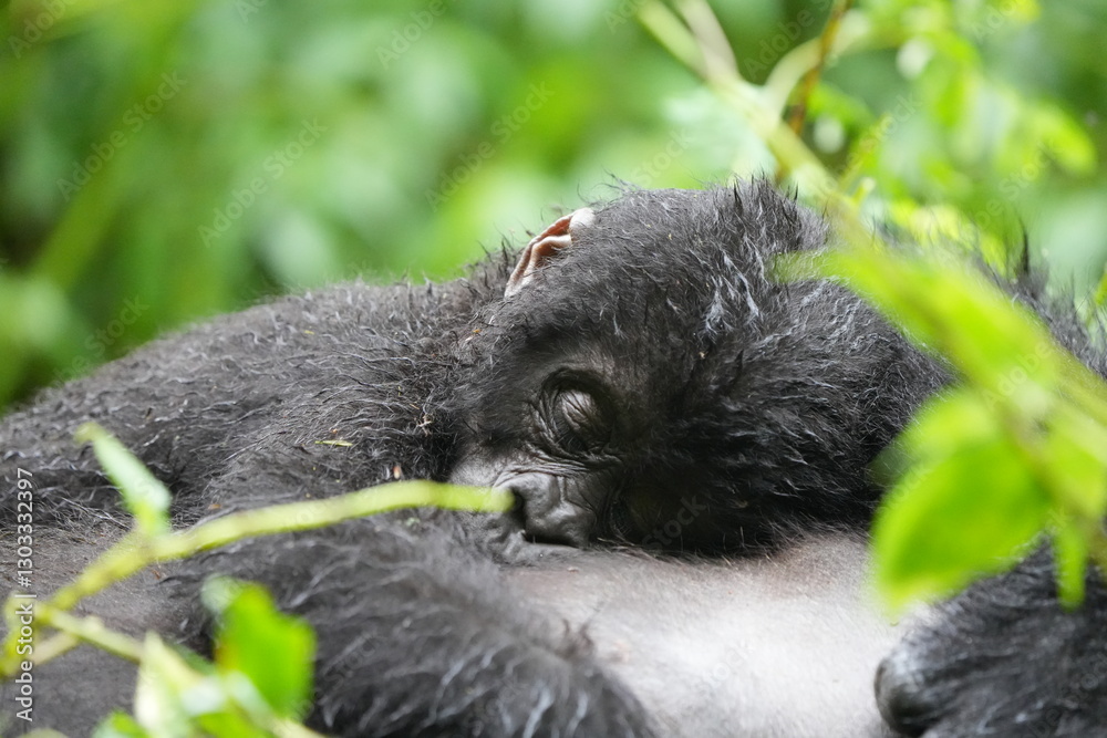 Obraz premium portrait of a baby gorilla sleeping on the tummy of its mother - mountain gorilla baby, bwindi impenetrable forest, uganda, close up and wallpaper