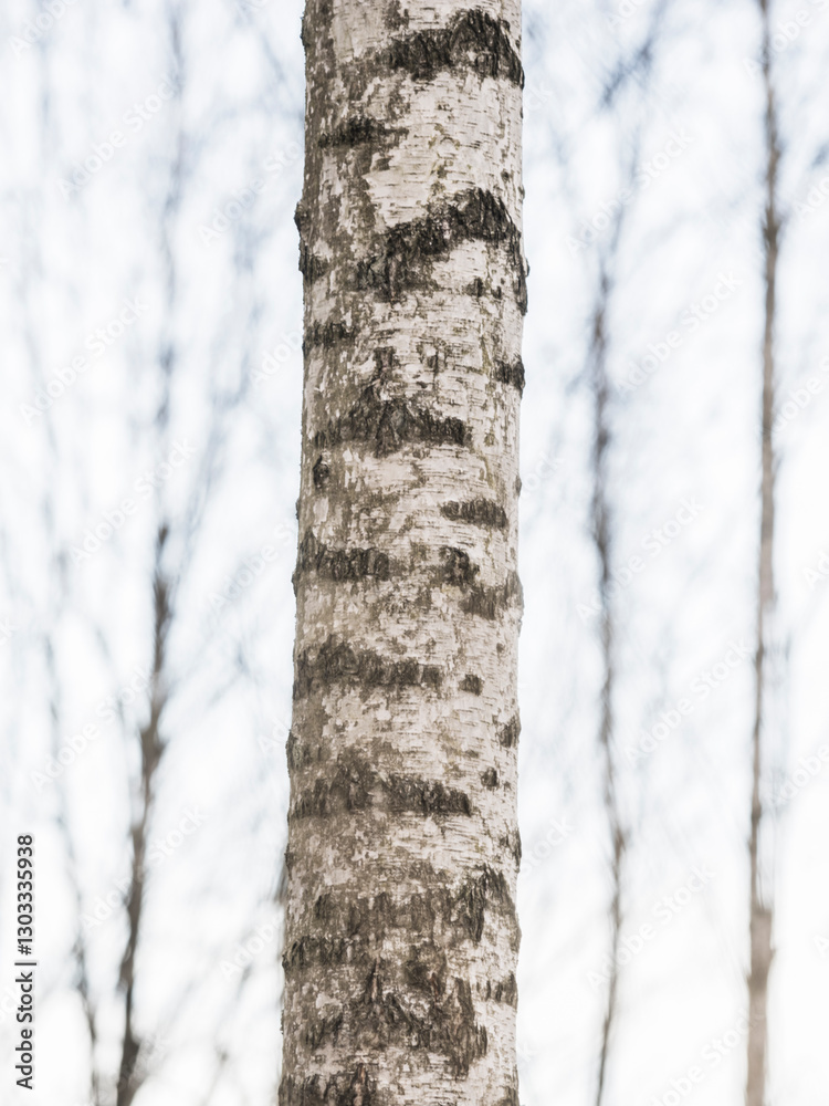 Fototapeta premium Birch tree standing tall in a serene Swedish forest during early spring light