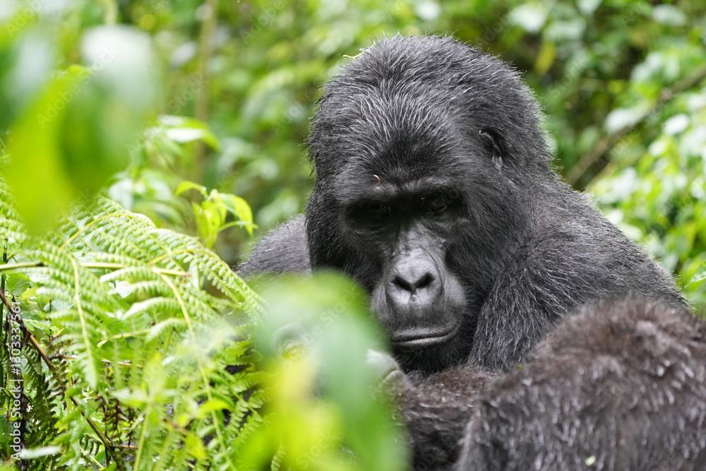 Obraz premium portrait of a silverback mountain gorilla in bwindi impenetrable forest uganda. Stare in camera. 