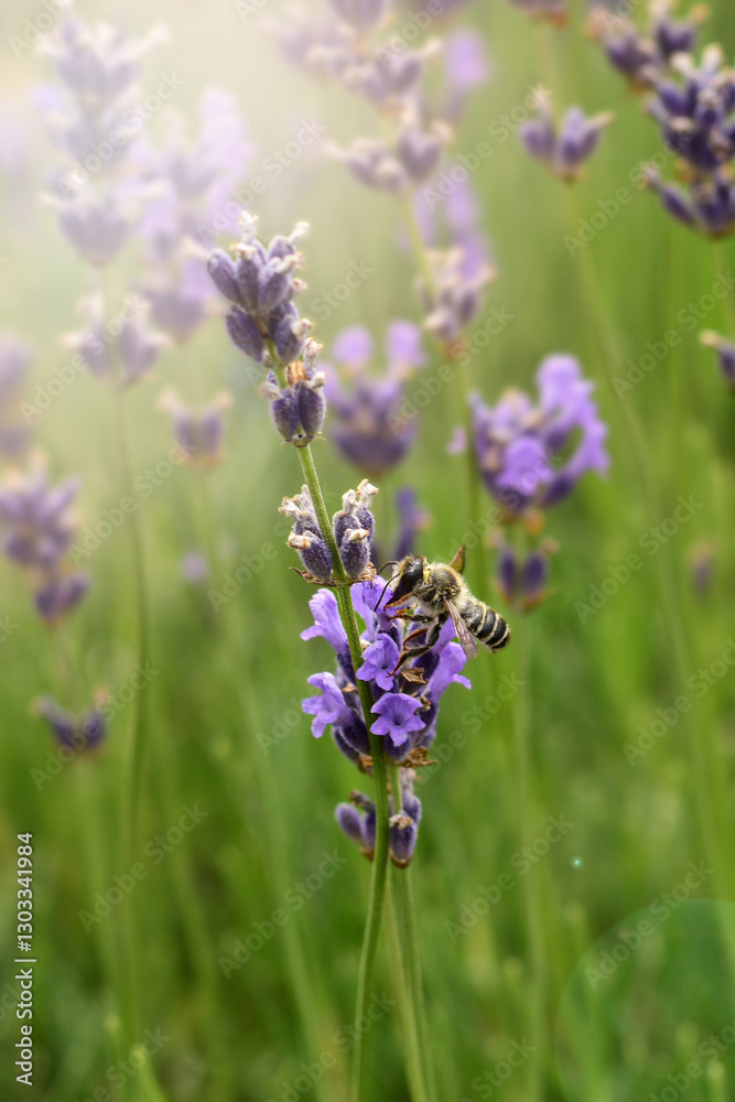 Honey bee on a lavender flower backlight sun Honey bee on a lavender flower backlight sun