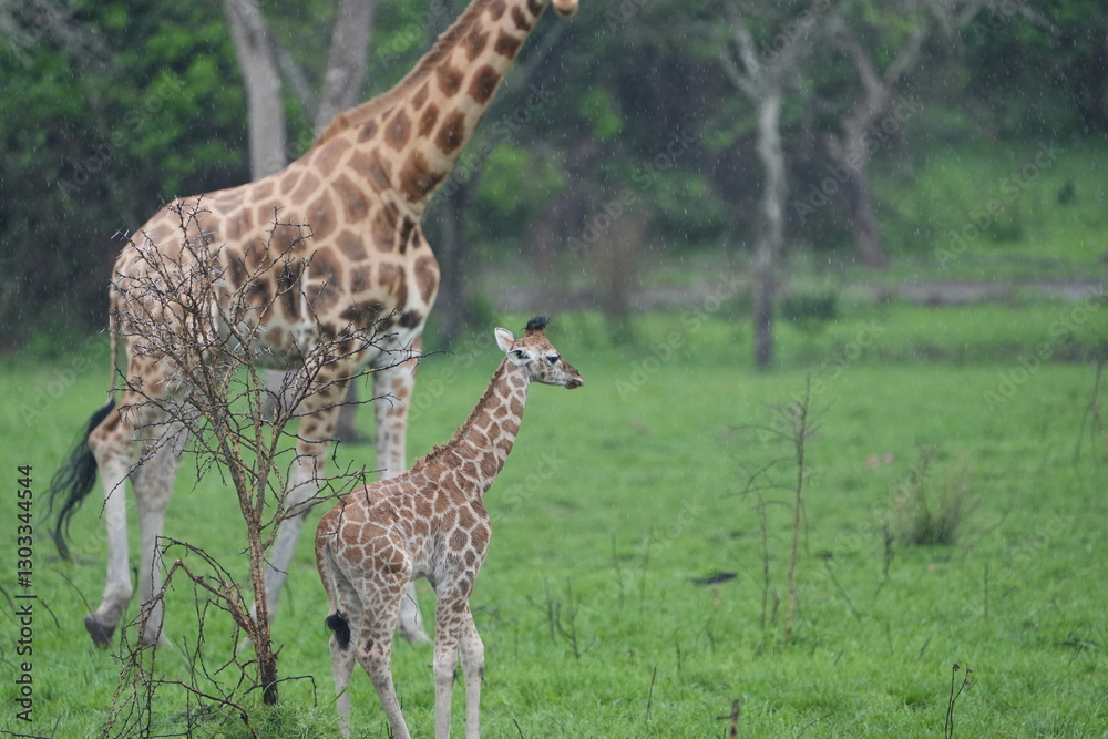Obraz premium baby giraffe standing next to its parent in lake mburo national park uganda