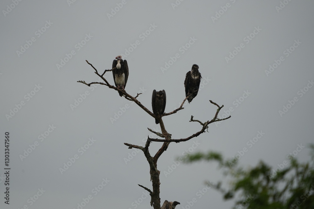 White-headed Vultures Perched on Tree – African Safari Wildlife Portrait Under Moody Sky White-headed Vultures Perched on Tree – African Safari Wildlife Portrait Under Moody Sky