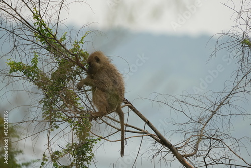 family of baboons hanging in a tree, wallpaper, lake mburo national park uganda