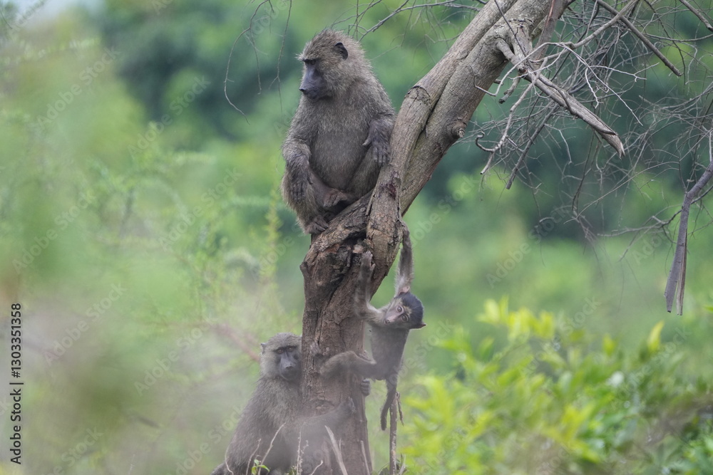 Obraz premium family of baboons hanging in a tree, wallpaper, lake mburo national park uganda