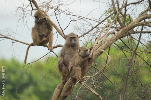 family of baboons hanging in a tree, wallpaper, lake mburo national park uganda