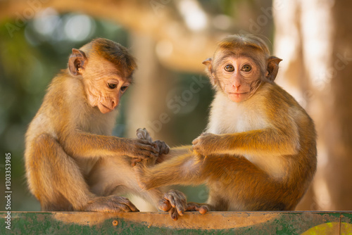 two toque macaques - Macaca sinica sitting on post. Photo from Wilpattu National Park in Sri Lanka.  Monkey endemic to Sri Lanka. photo