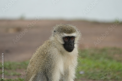portrait of a vervet monkey in the lake mburo national park uganda